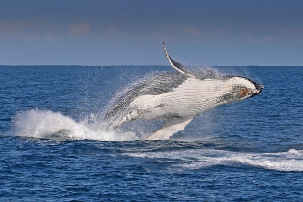 Island Whale Festival