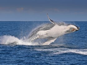 Island Whale Festival