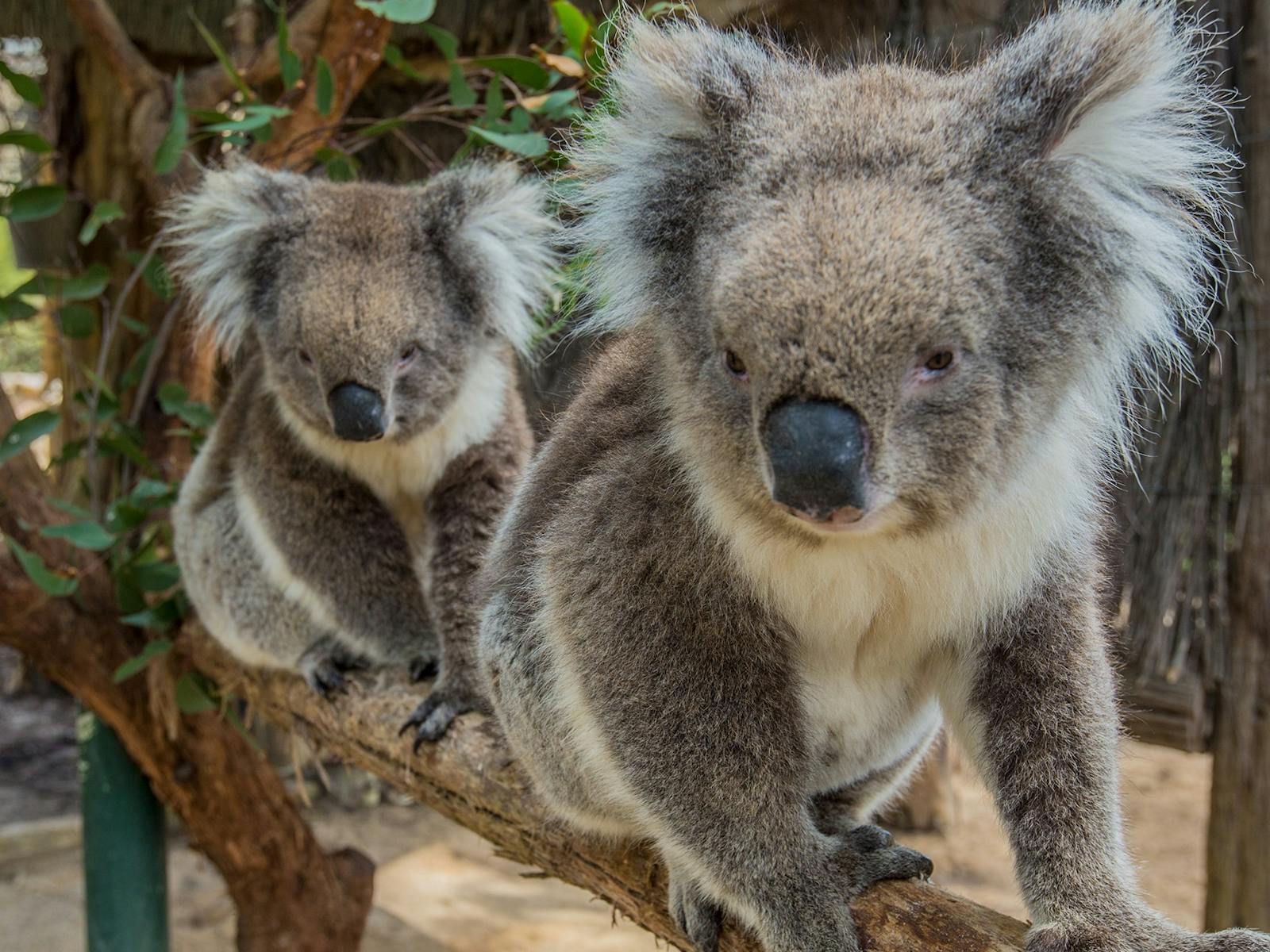 Pure South Australia