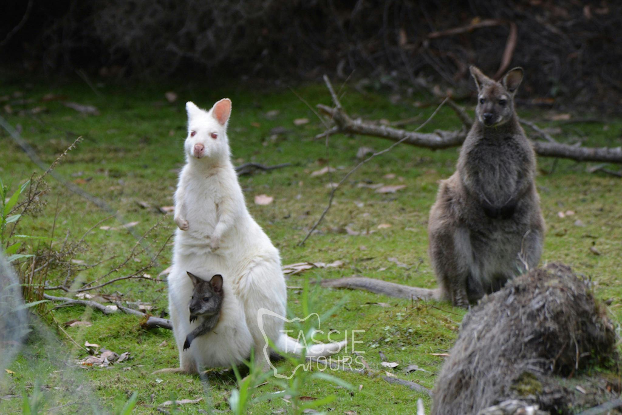 White Wallaby - Bruny Island
