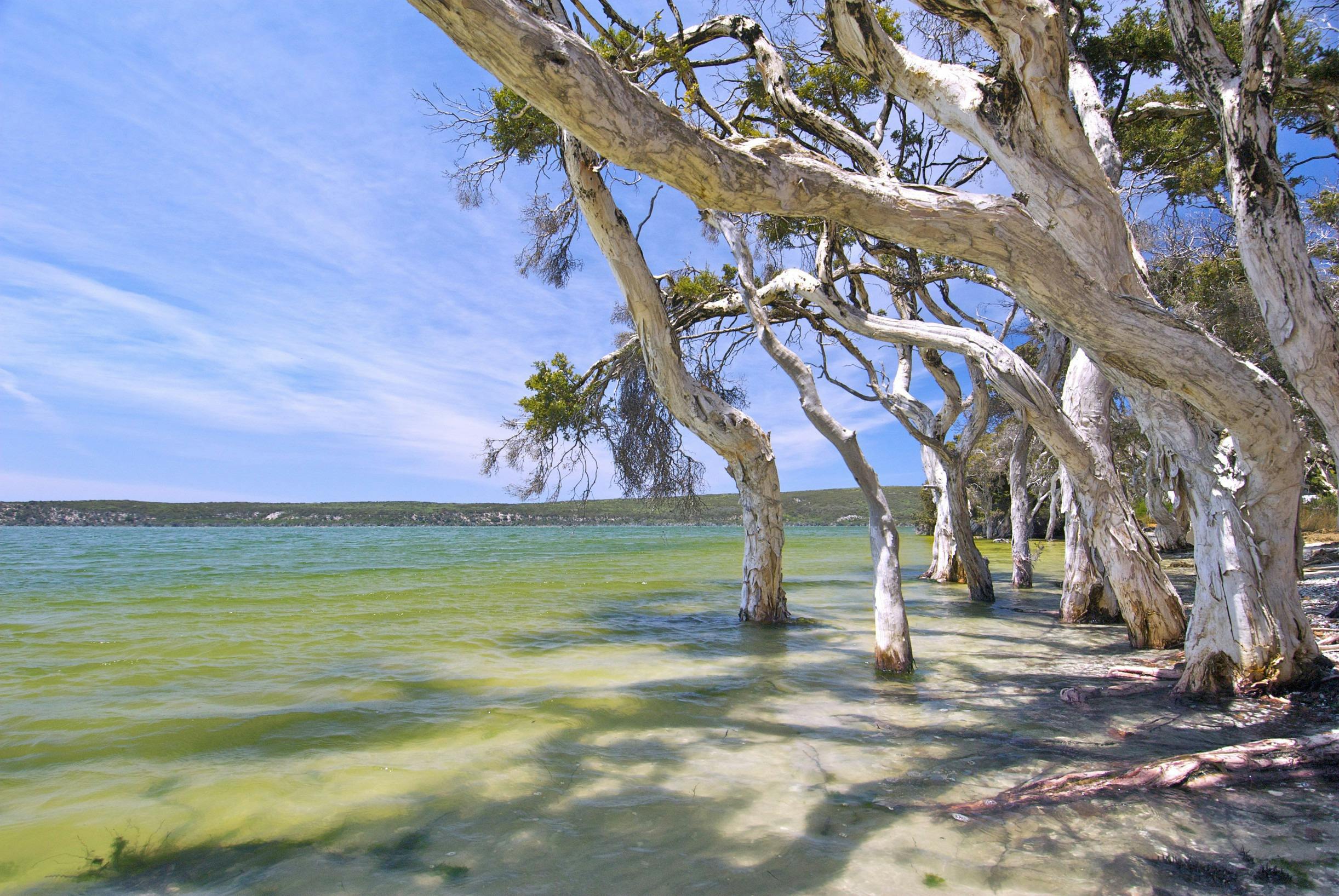 Esperance Wildflower Trail, Coolmalbidgup, Western Australia