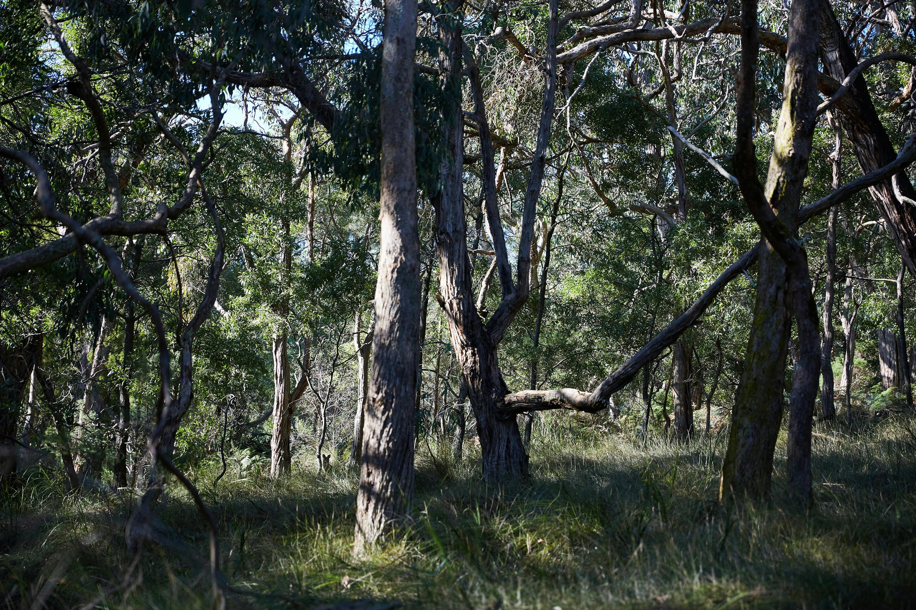 Greens Bush Long Circuit Walk