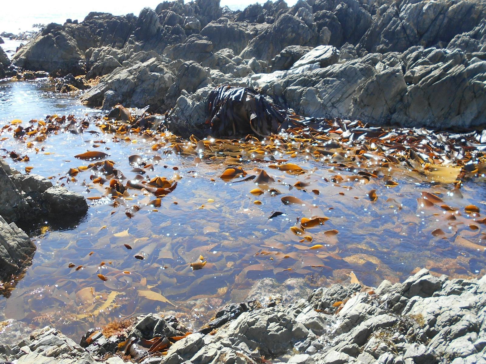 Fresh Bull Kelp which has been cast onto the shores, where it is collected.
