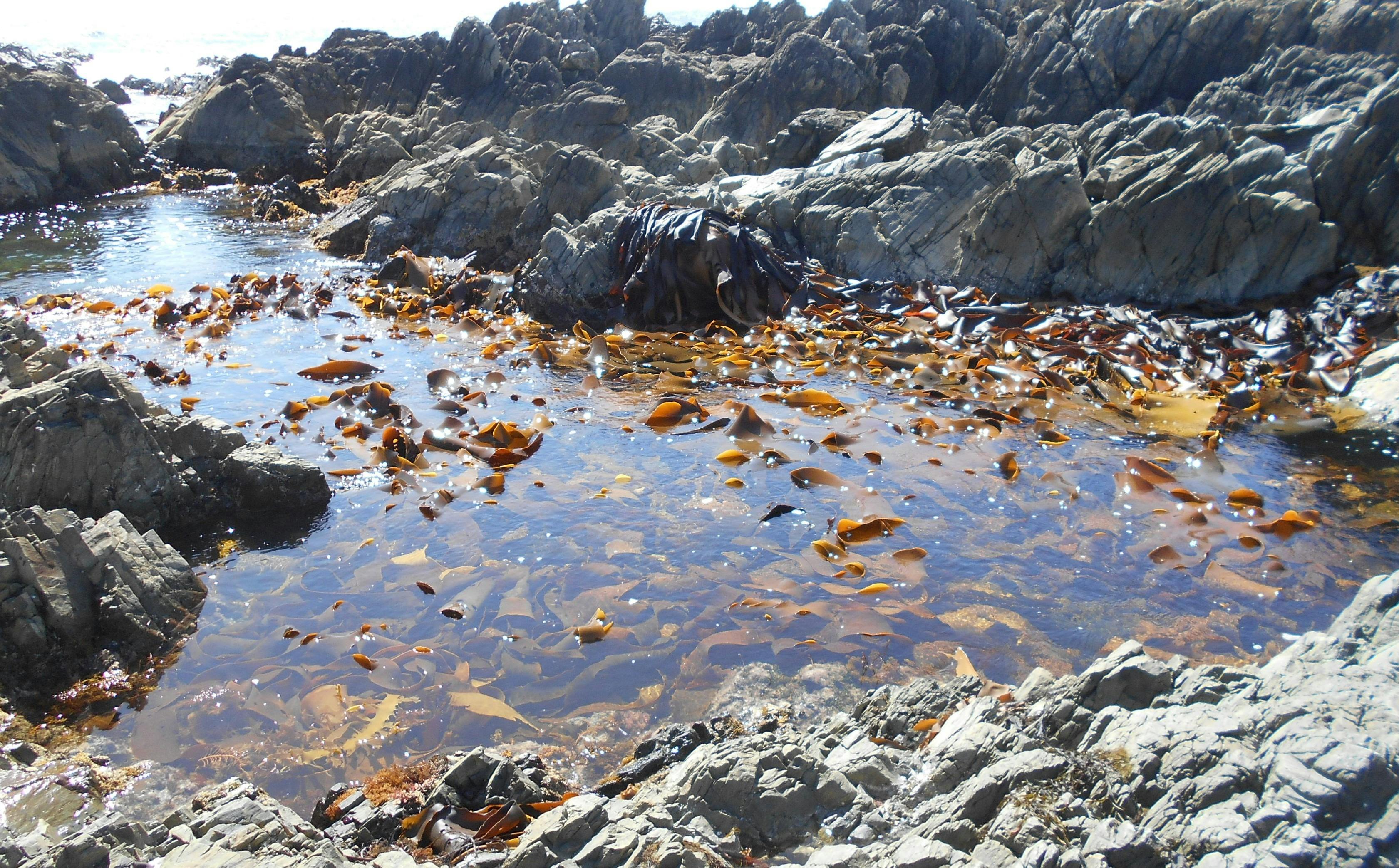 King Island Kelp Craft