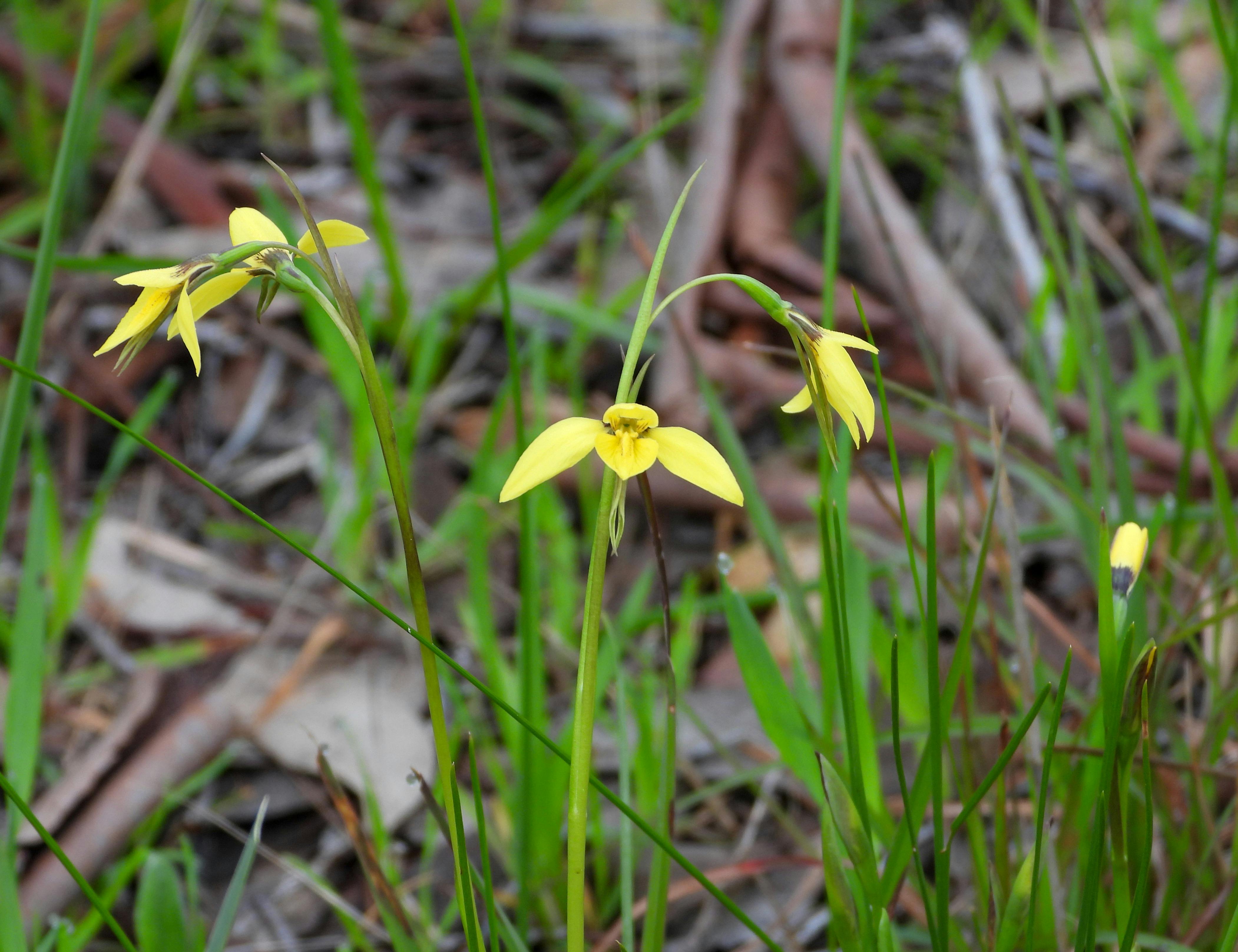 An example of one of the many wildflowers found at Stringybark Reserve
