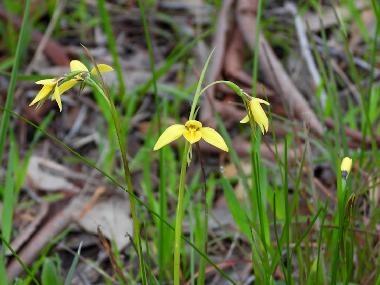An example of one of the many wildflowers found at Stringybark Reserve