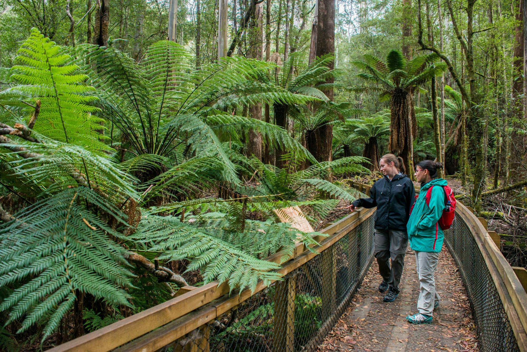 Tall Trees Hobart and Beyond