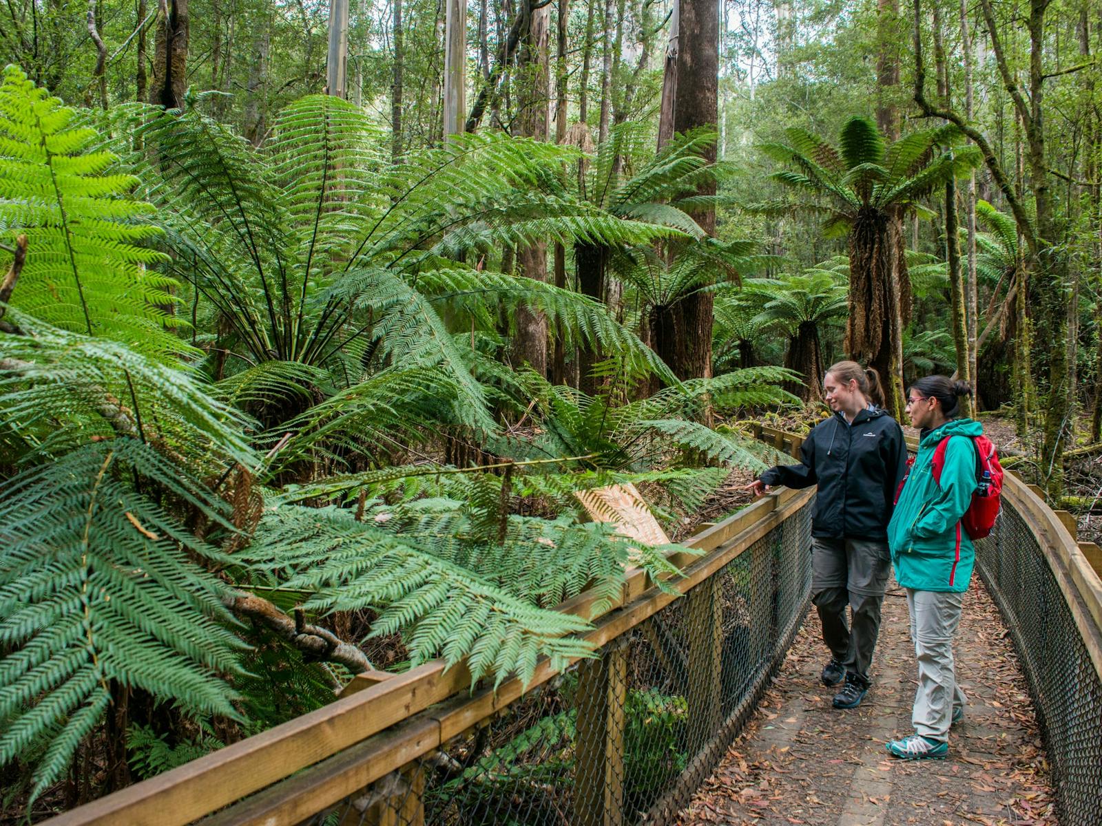 Tall Trees - Great Short Walk