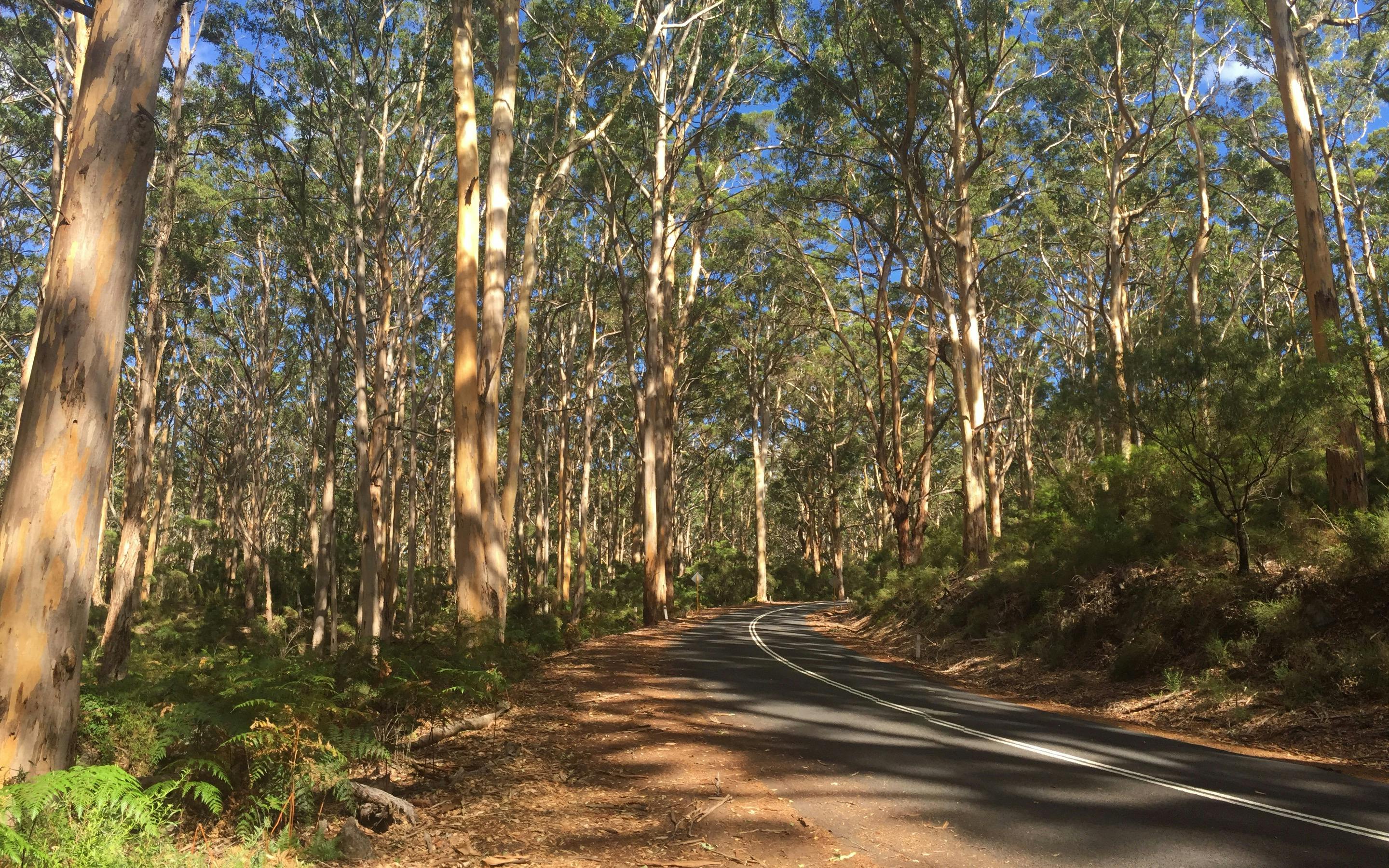 Boranup Forest