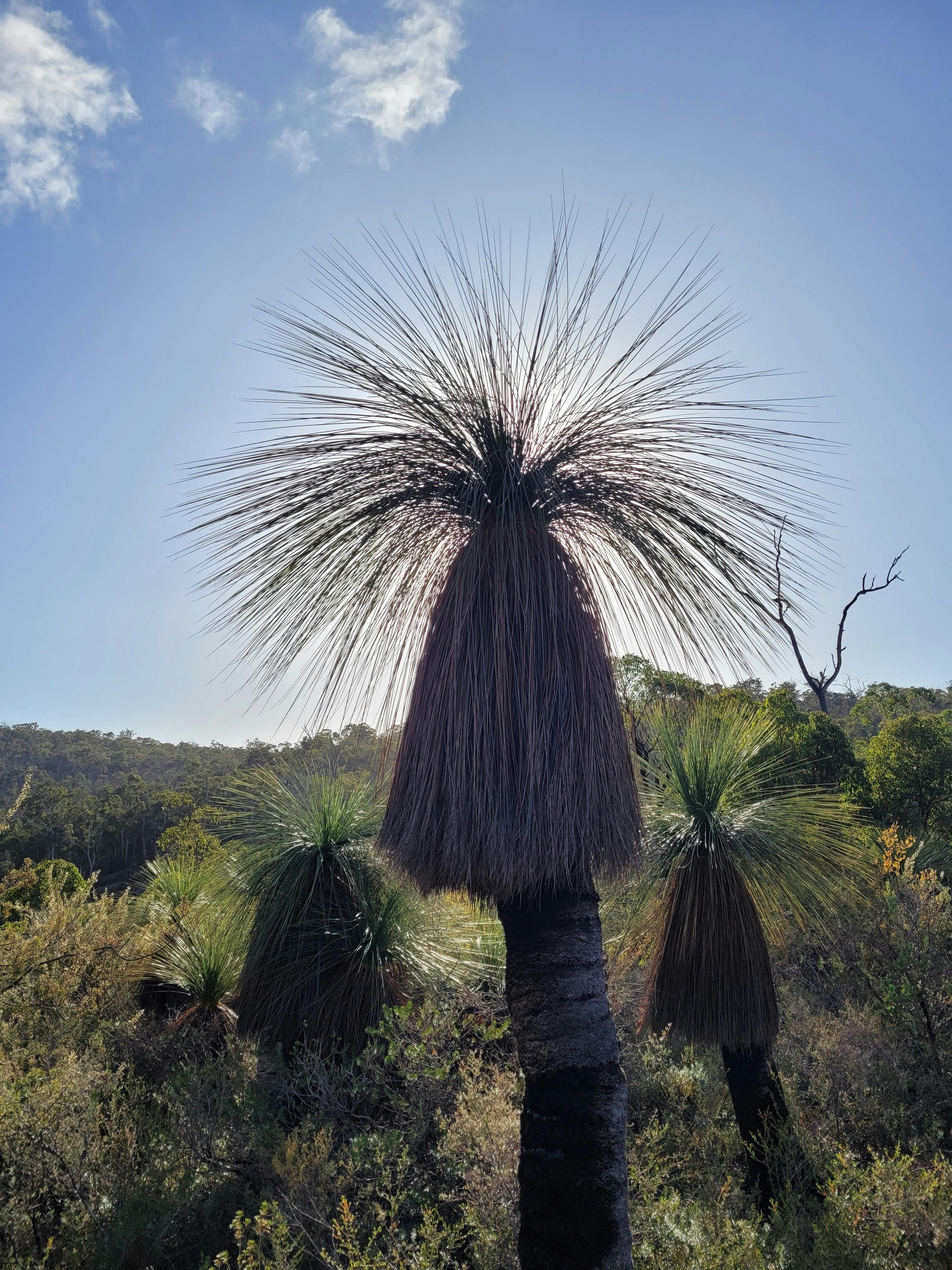 grass tree