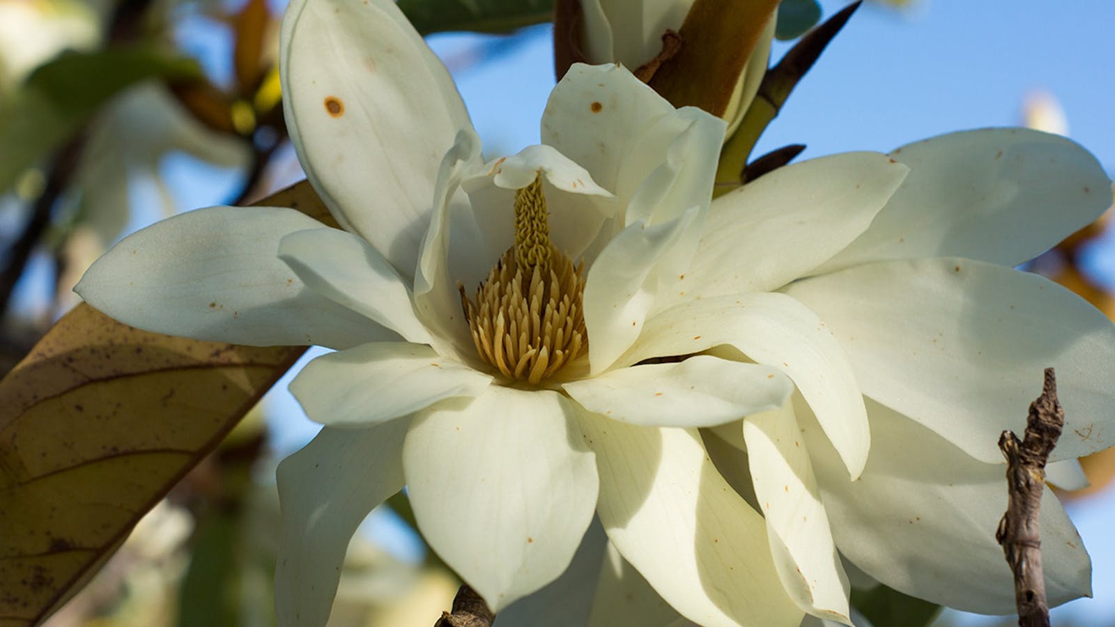 Mount Lofty Botanic Garden