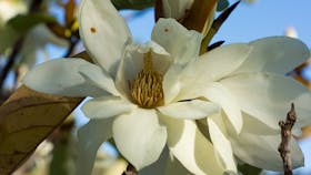 Magnolias abound at Mount Lofty Botanic Garden in spring.