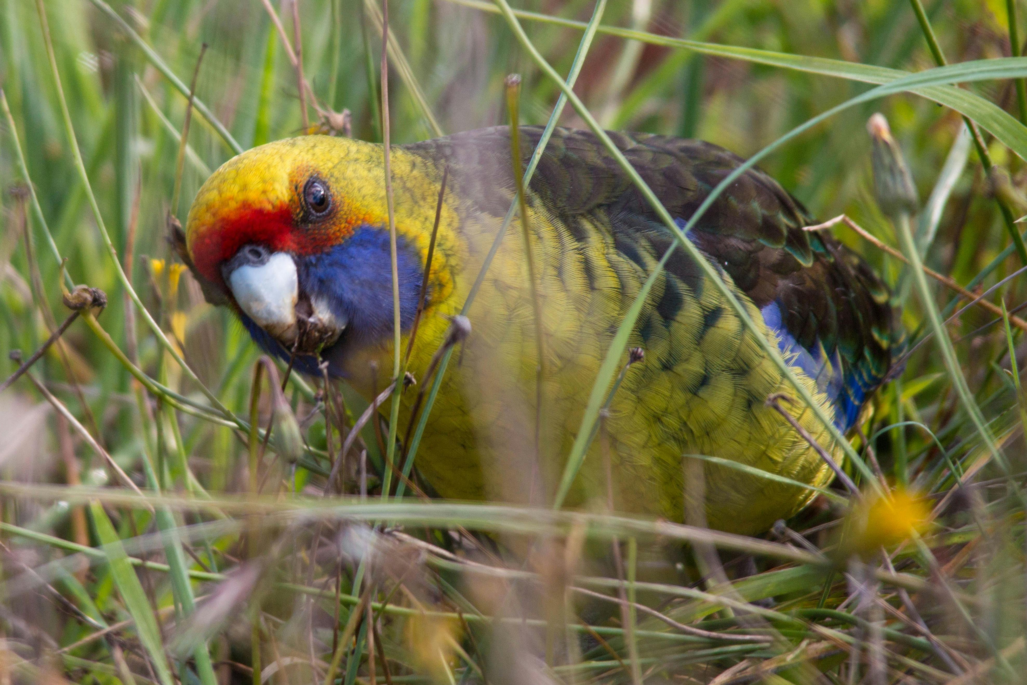 Green Rosella