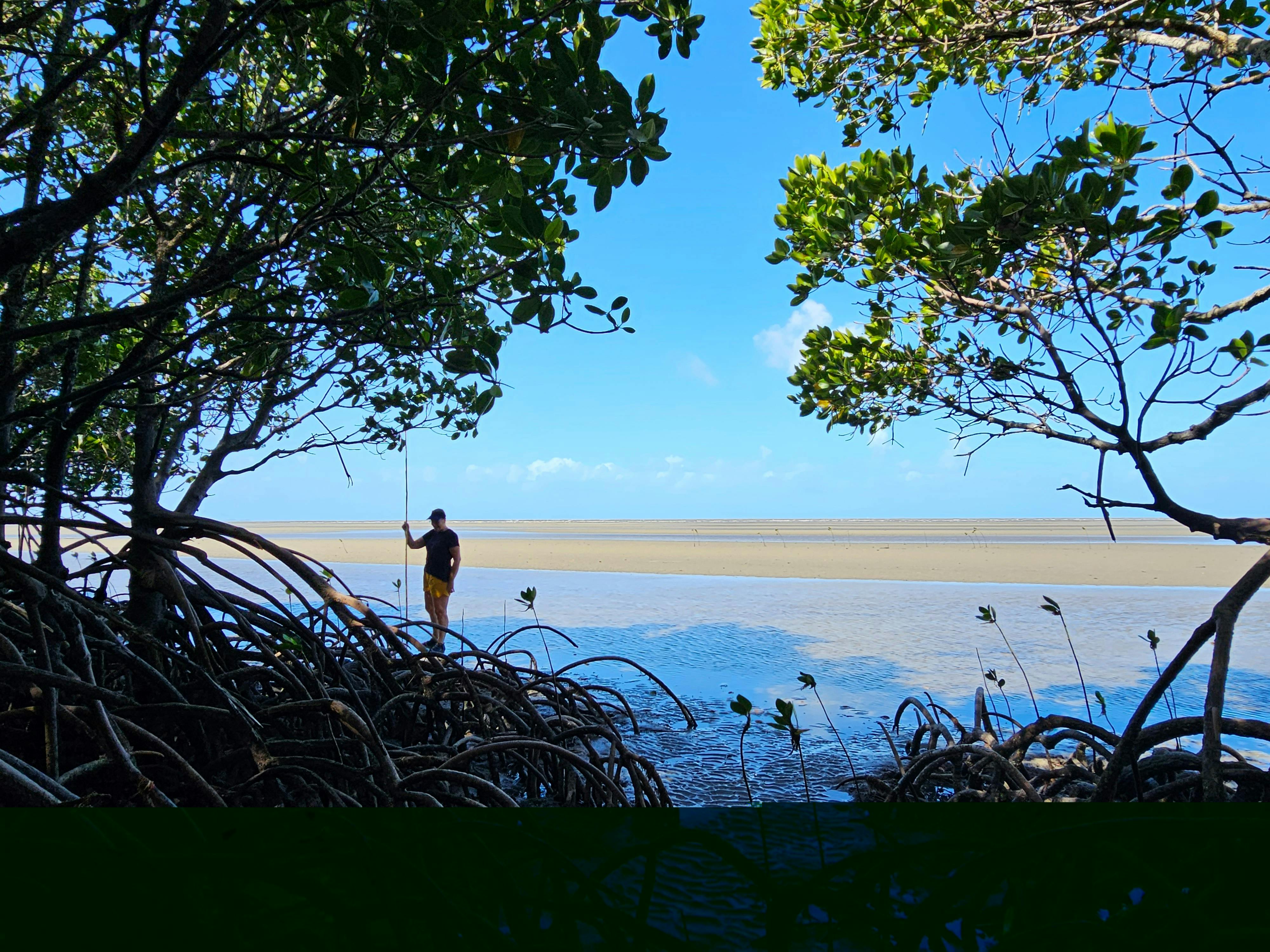 Mangrove Walk - Aboriginal Beach Day Tour