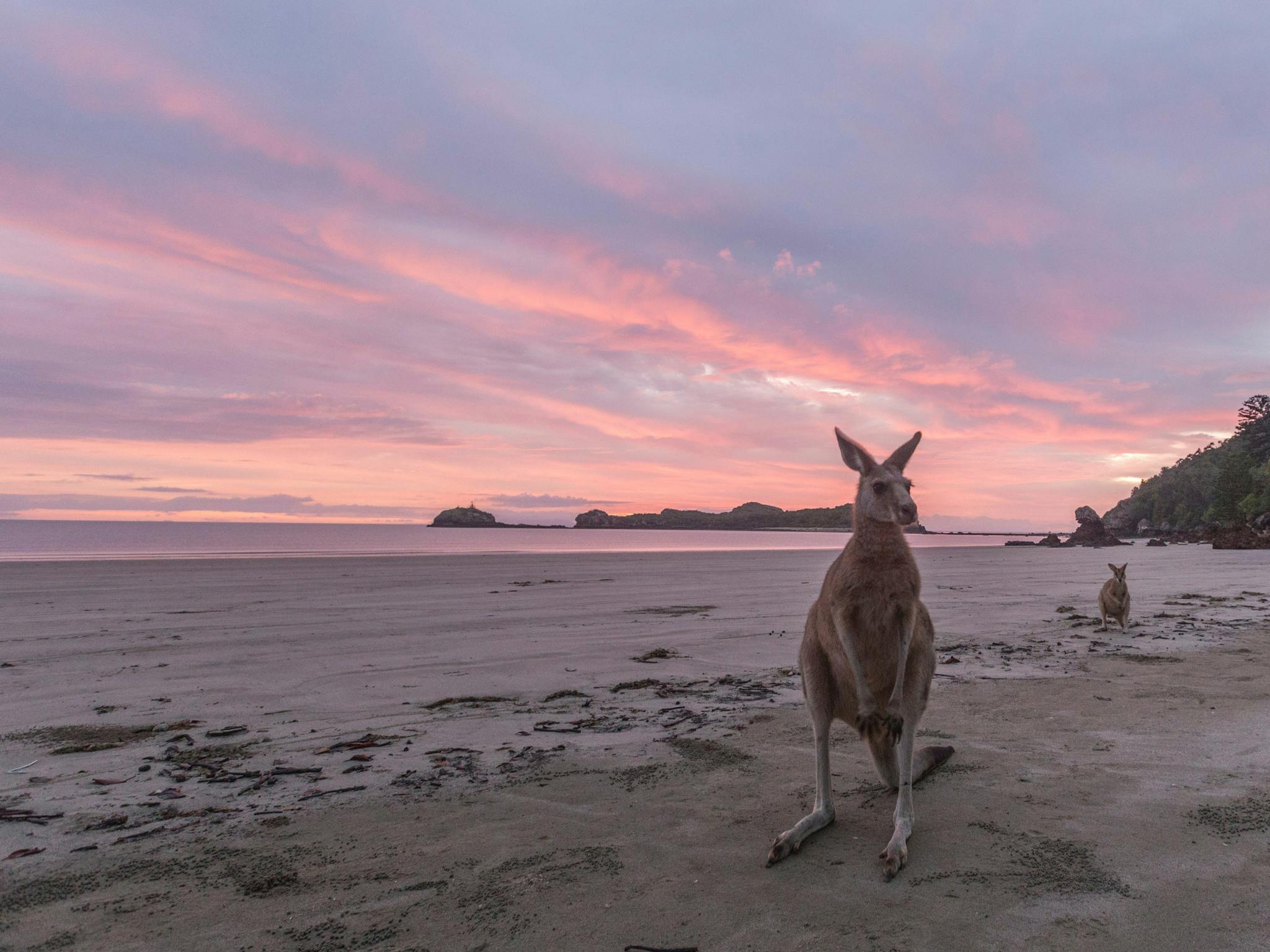 Close up of Kangaroo at Cape Hillsborough beach at sunrise Close up of Kangaroo at Cape Hillsborough beach at sunrise