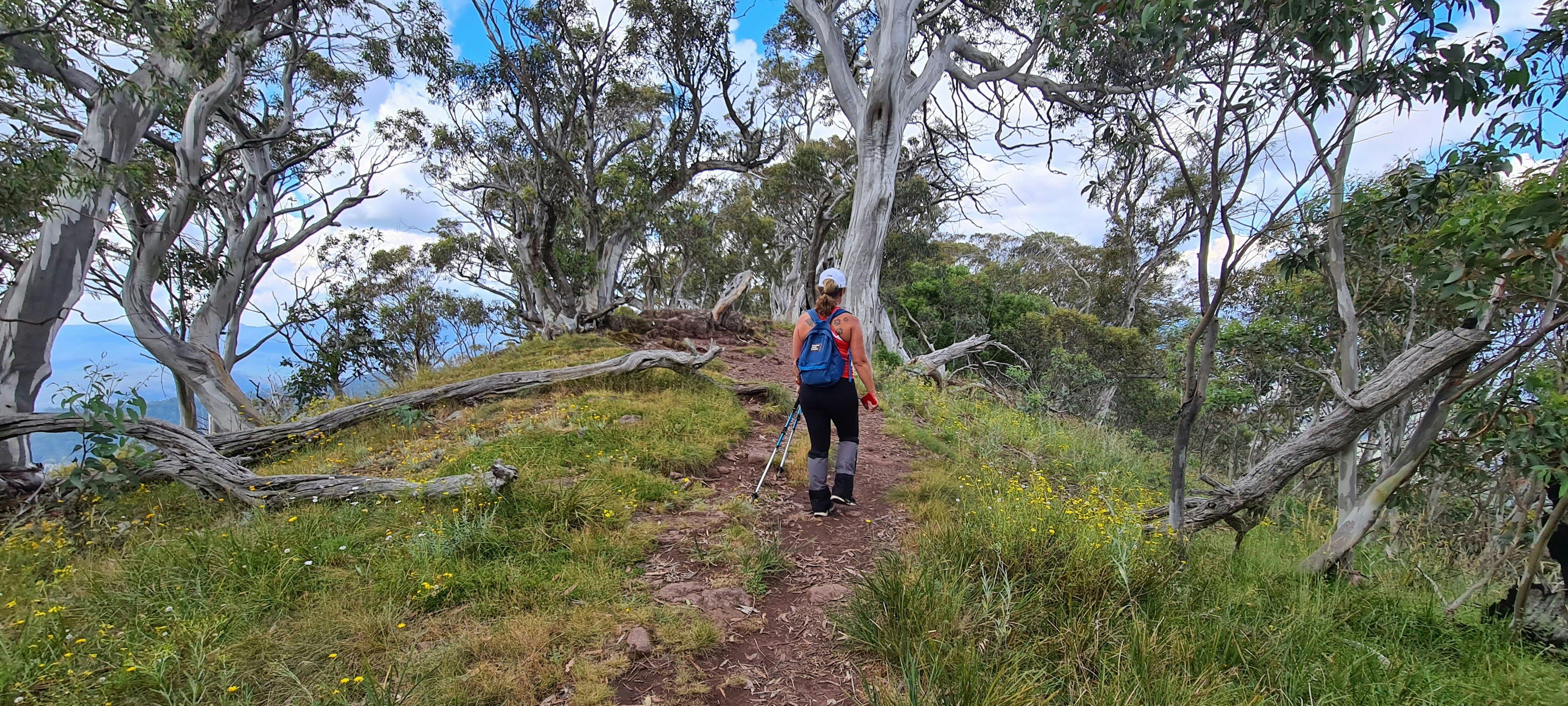 A hiker on the summit of Mt Timbertop. Mt Timbertop's summit has beautiful Snow Gums.