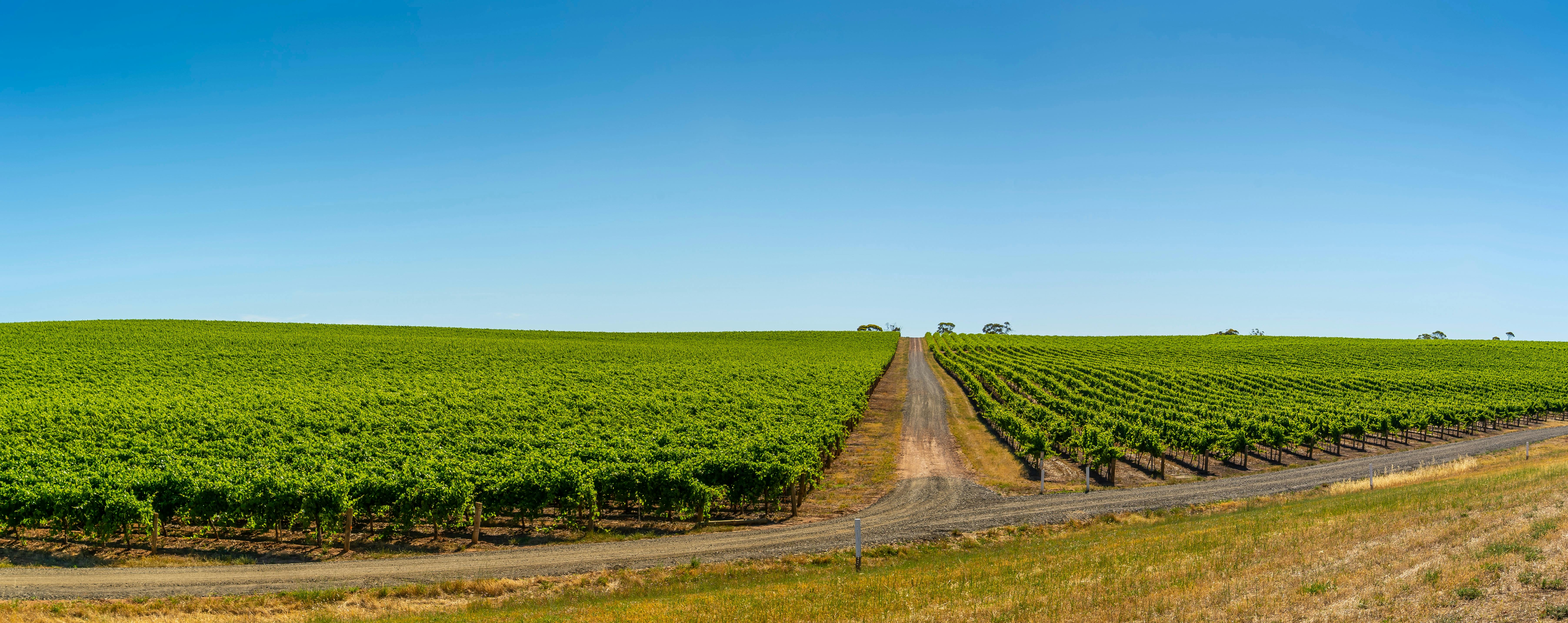 The iconic Schobers Vineyard