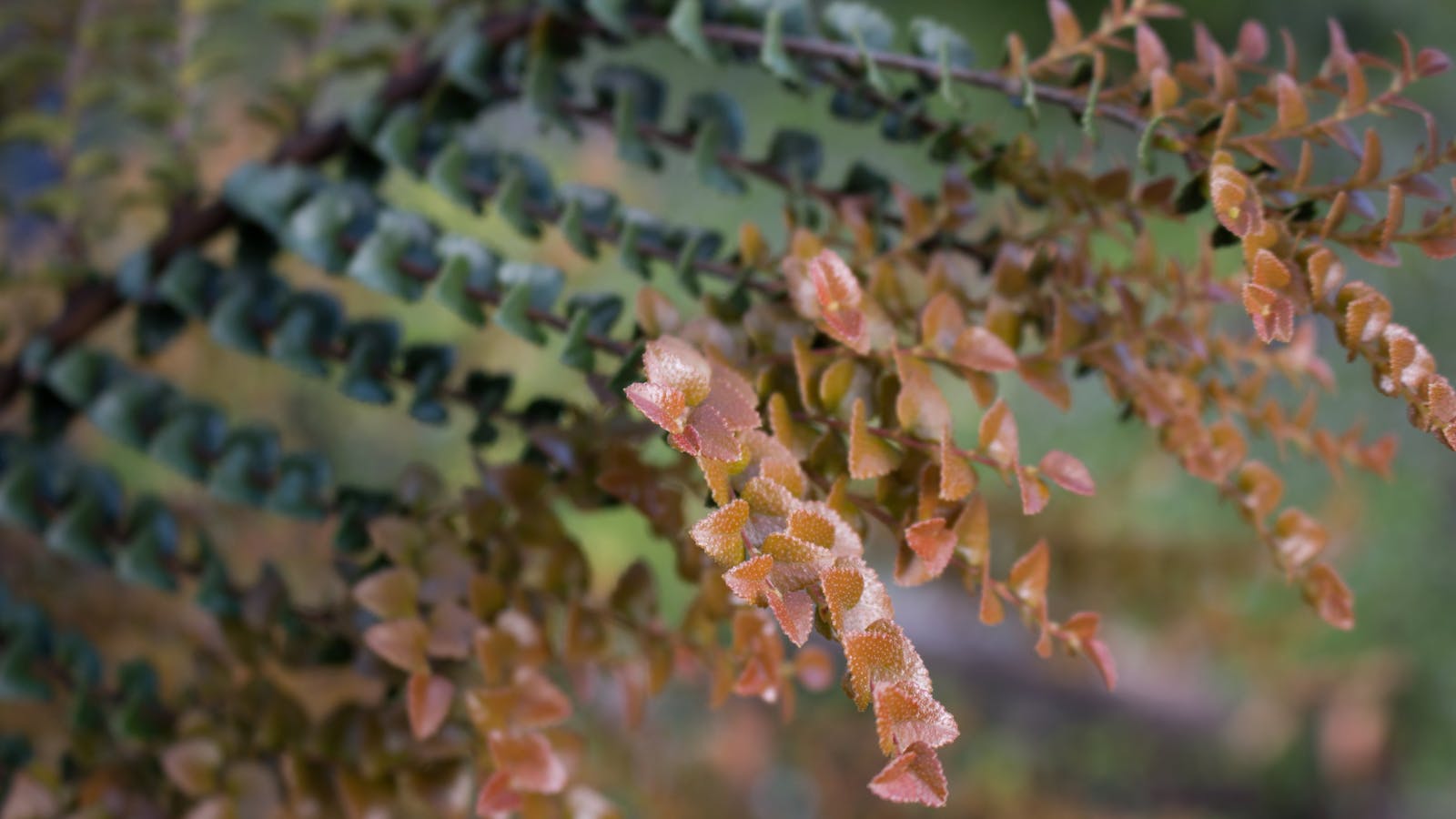 Inala Jurassic Garden