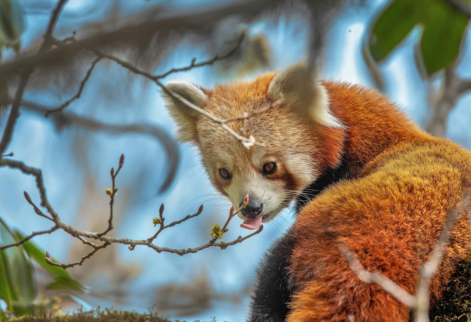 Red Panda & Beyond – Singalila Wildlife Expedition