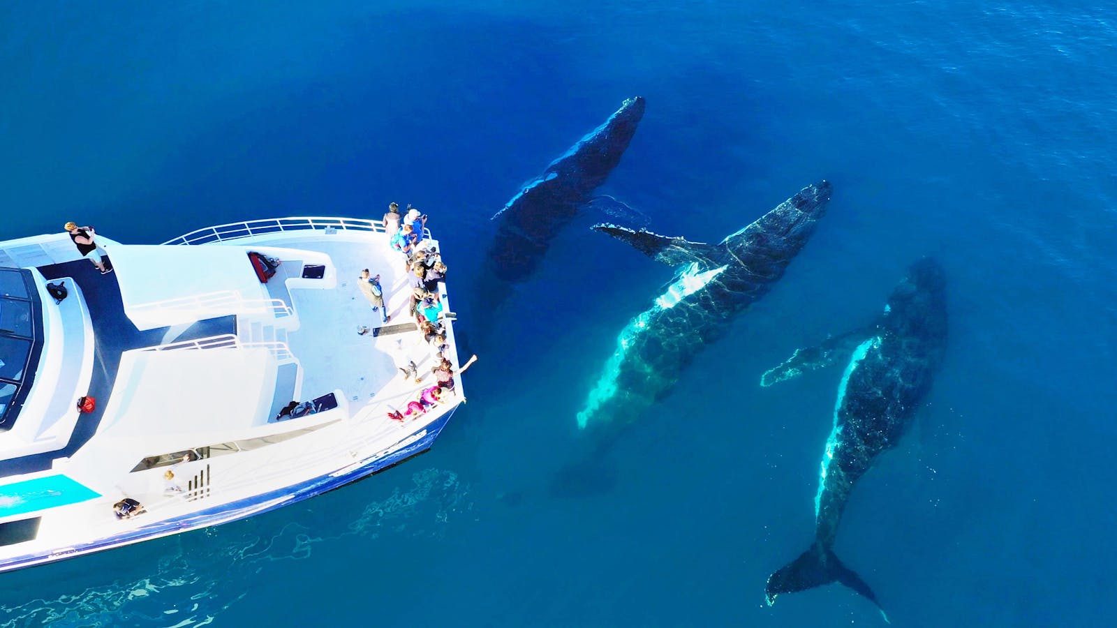 Up Close and Personal Humpback Whale Encounters