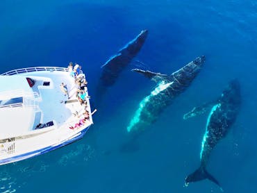 Up Close and Personal Humpback Whale Encounters