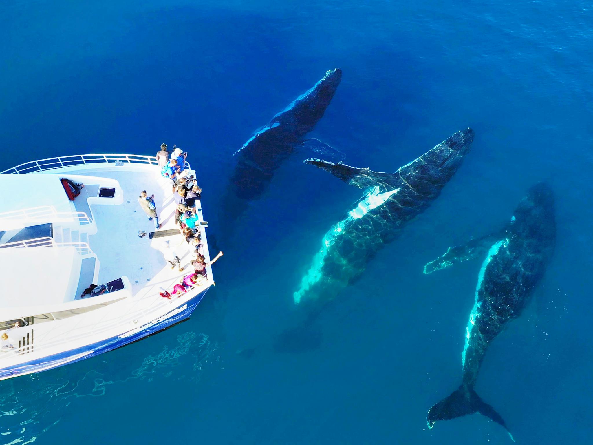 Up Close and Personal Humpback Whale Encounters Up Close and Personal Humpback Whale Encounters