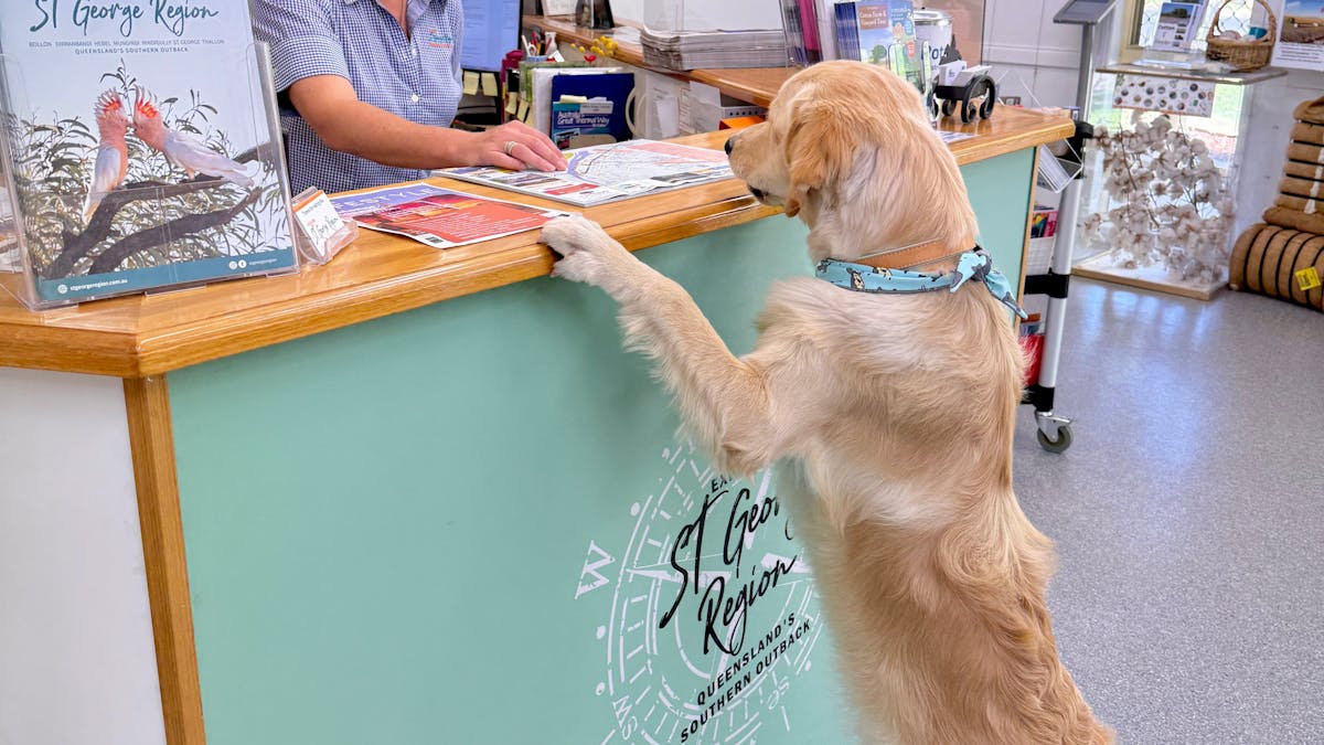 Photo of staff member petting a visitors dog Photo of staff member petting a visitors dog