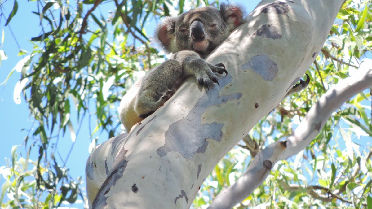 Koala