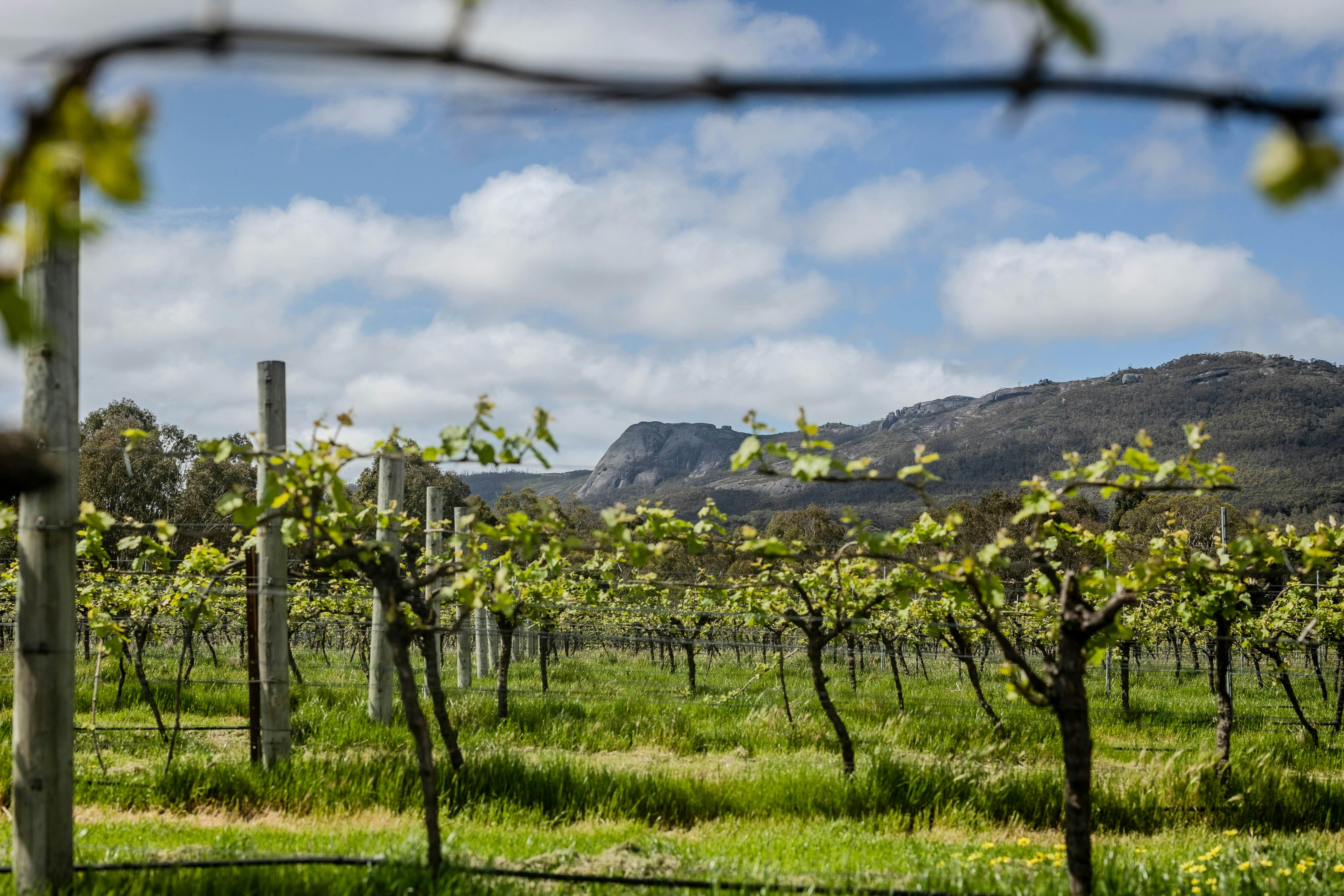 from vineyard to Porongurups