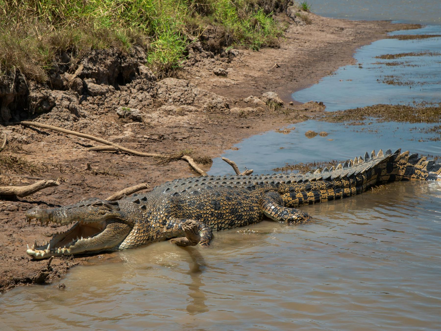 Corroboree Billabong Wildlife Cruise