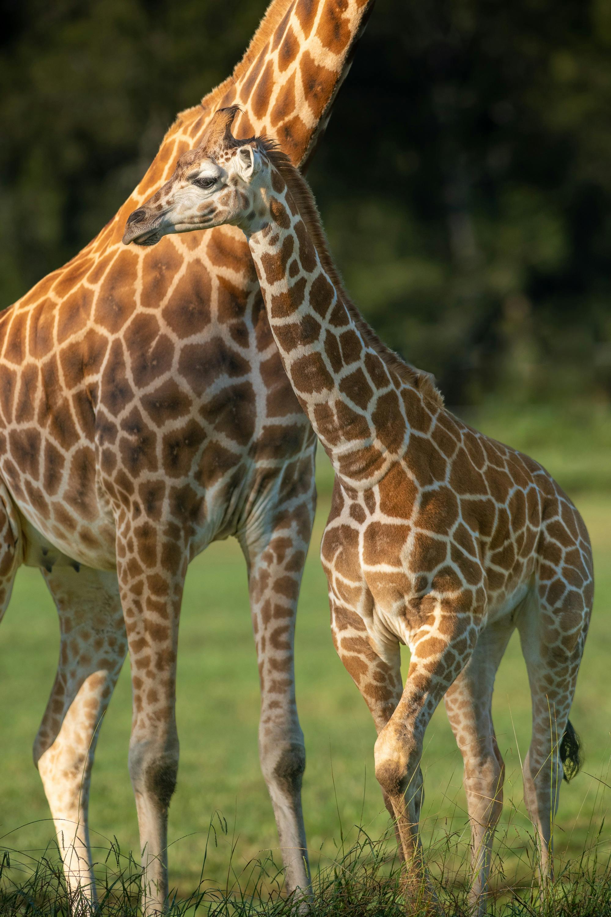 Giraffe family