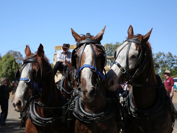 Cobb & Co Festival - Australia's Last Run: 1 of 3 teams of 5 horses needed for the Last Run