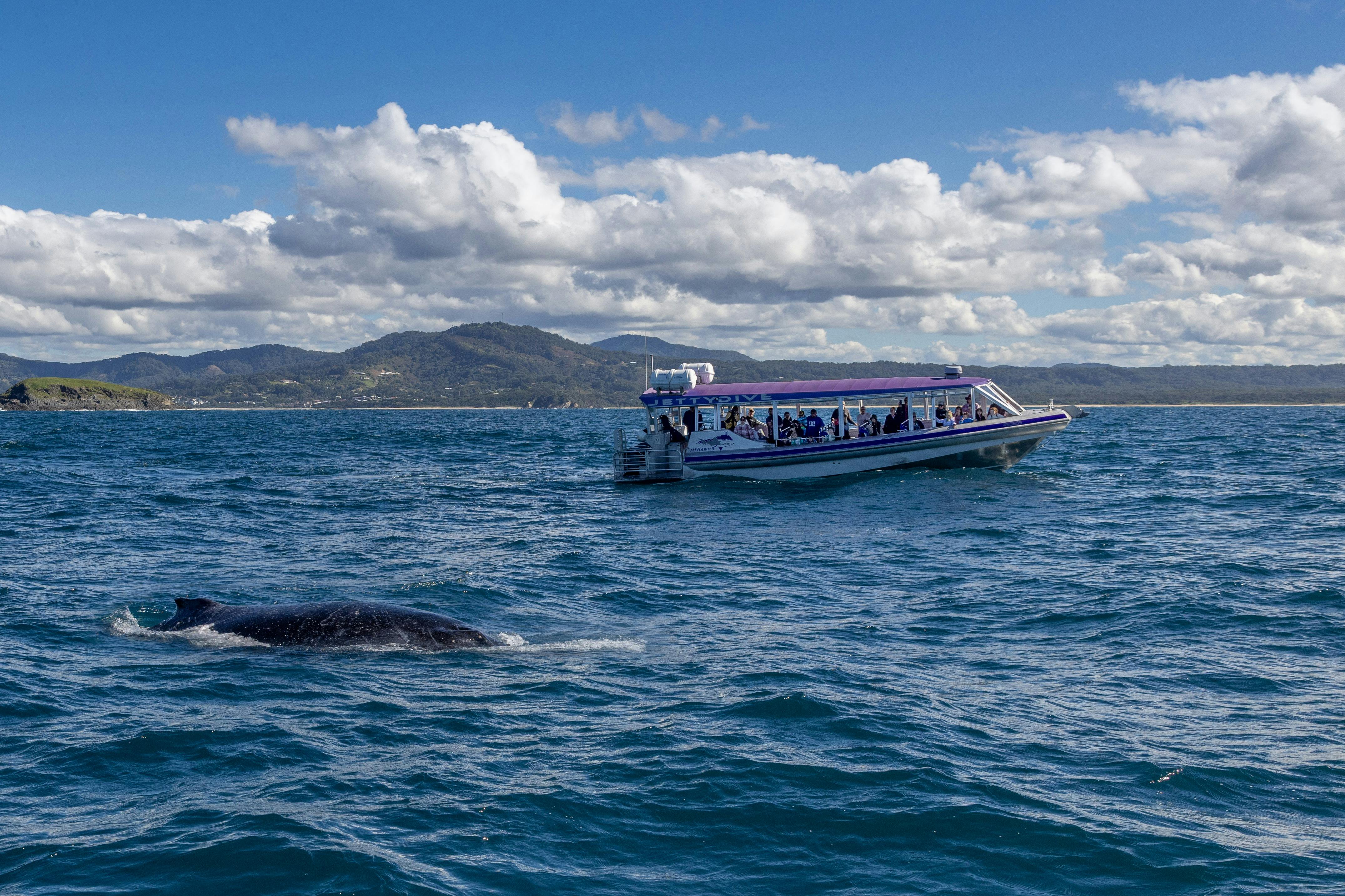 Jetty Dive Whale Watching