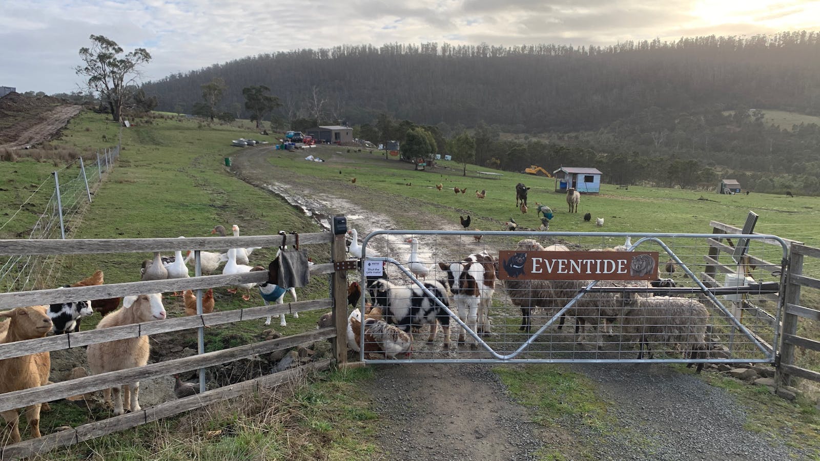 The greeting at the gate when coming home!