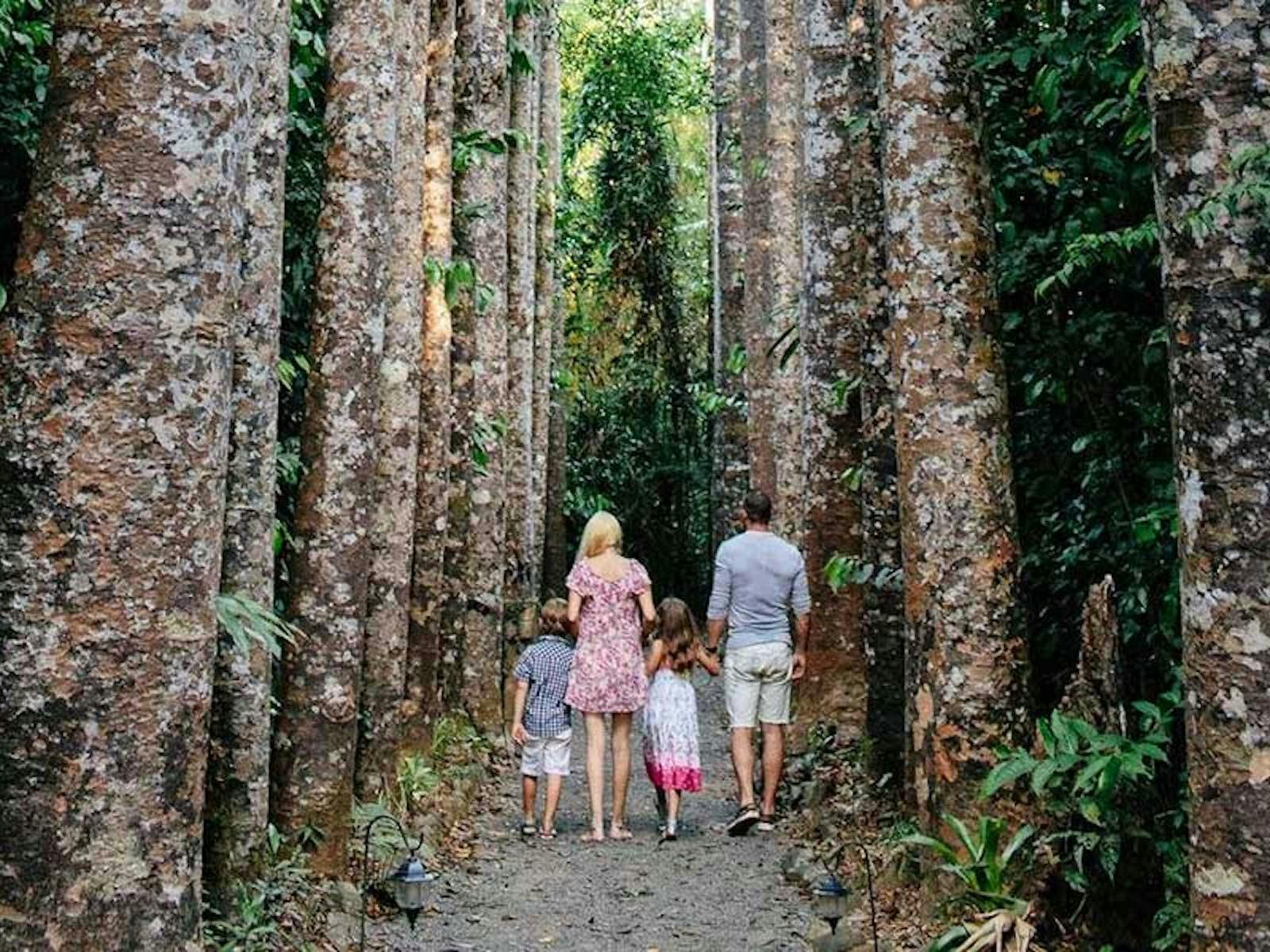 TABLELANDS WATERFALLS, RAINFOREST & PARONELLA PARK