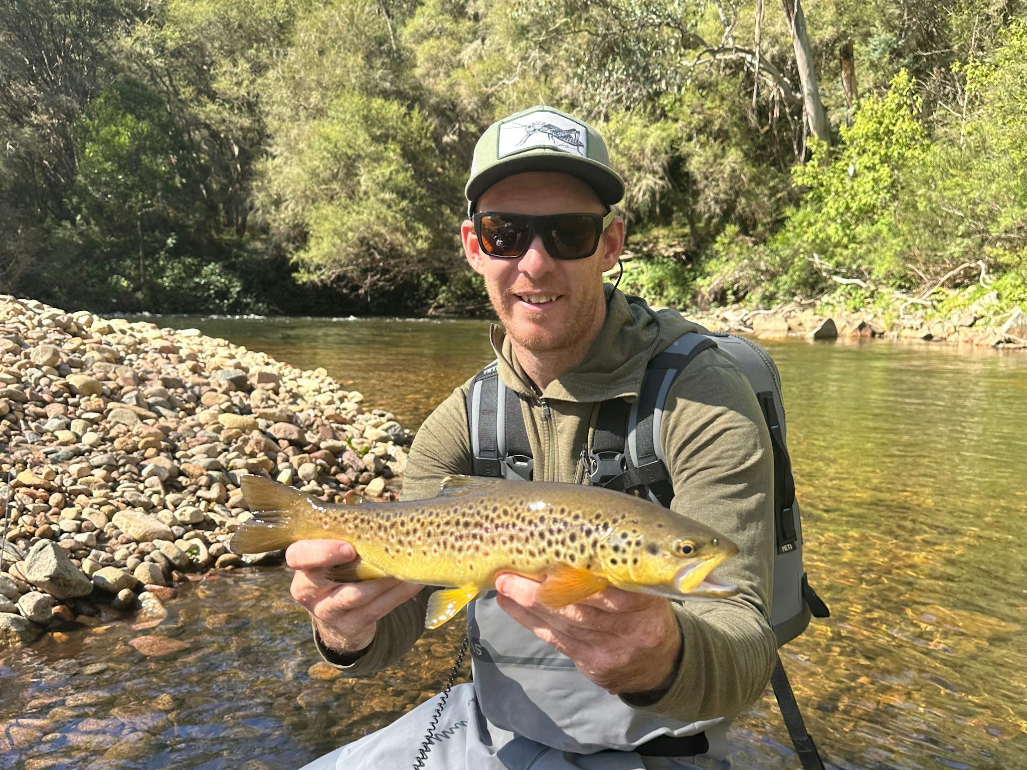 Mansfield Brown Trout
