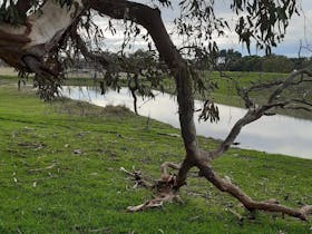 Water sitting in a channel behind the built up edge of Greenrise Lake with a tree branch in front.