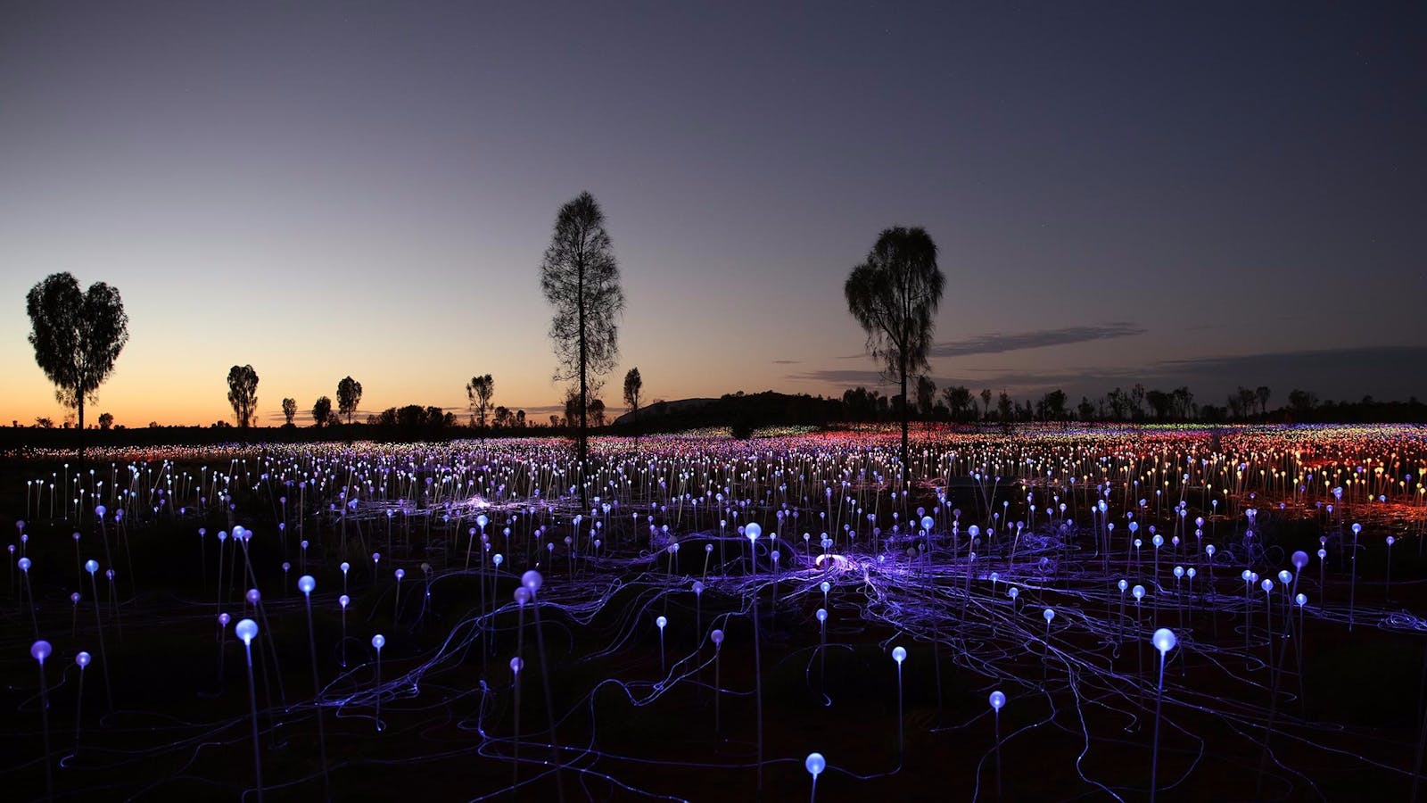 Field of Light Tours