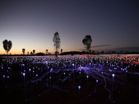 Immerse yourself in the Field of Light