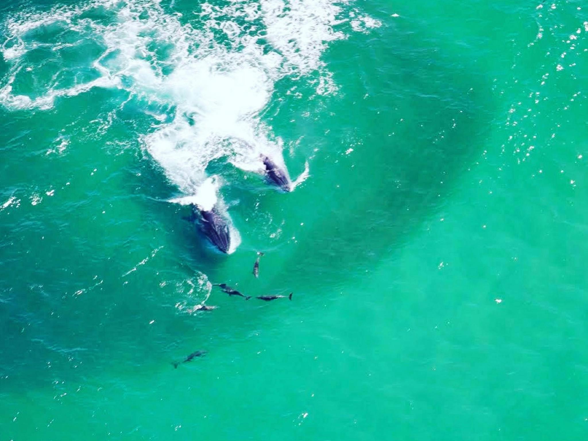Whale Season 2