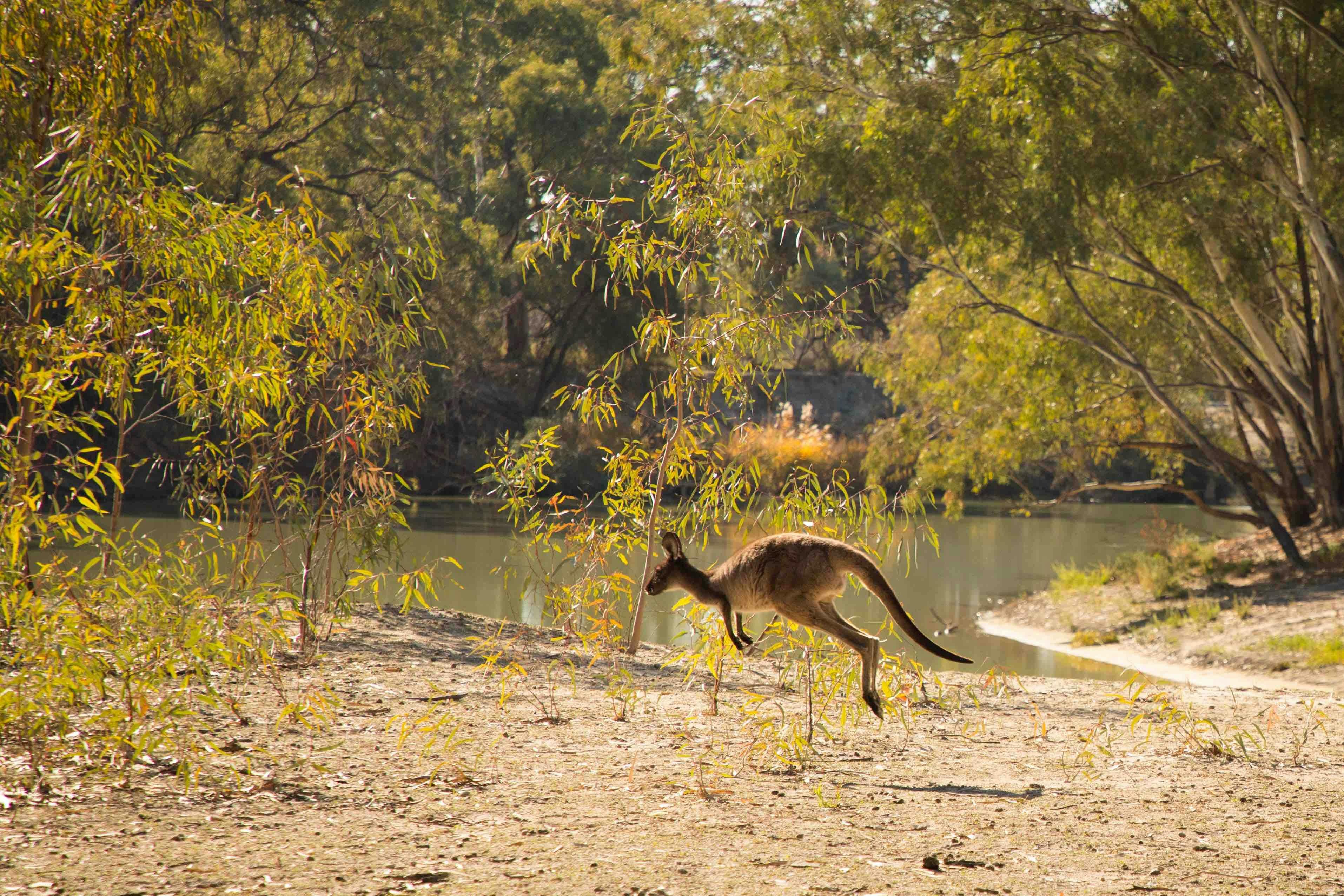 wildlife tours south australia