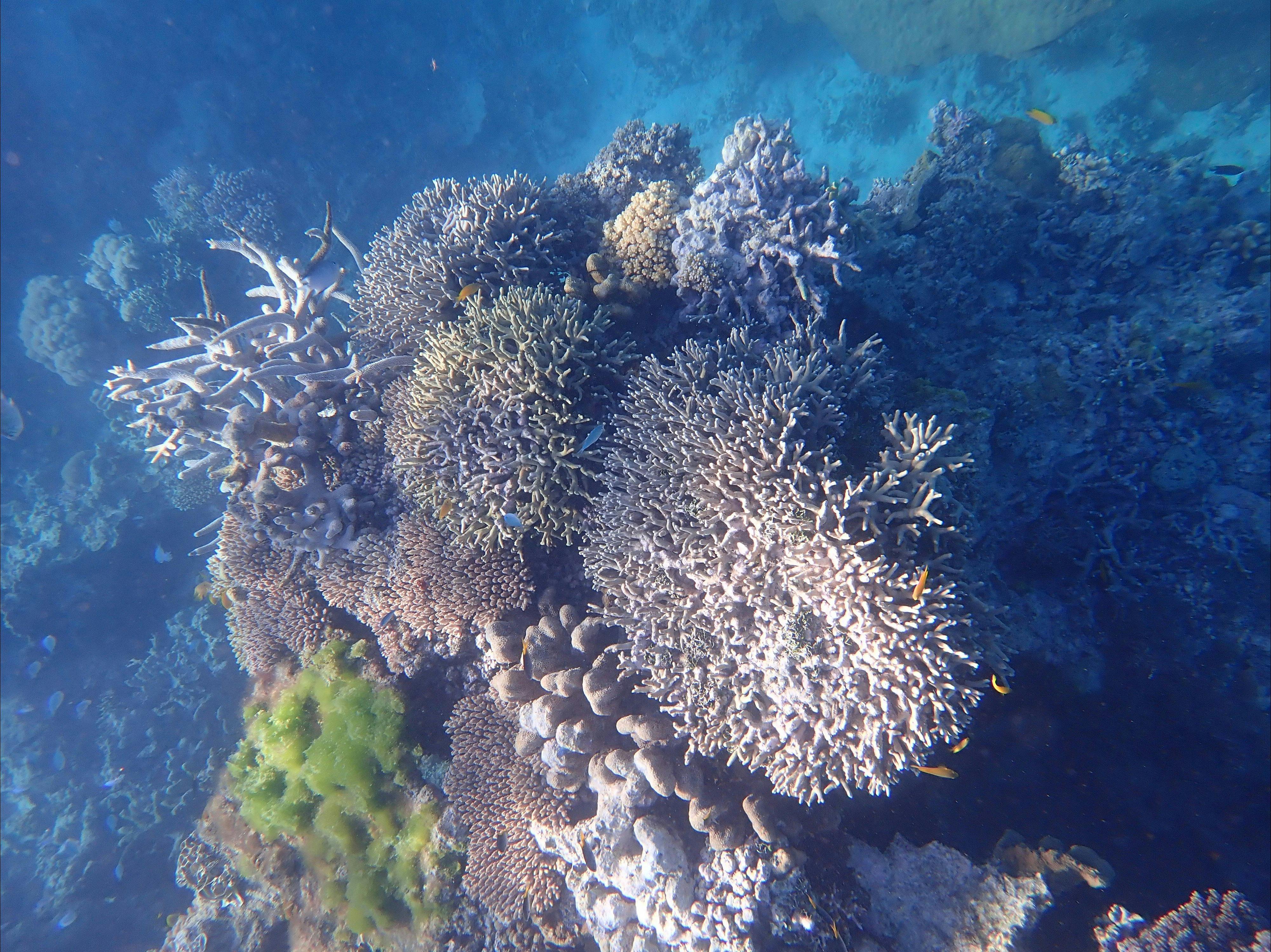 Snorkelling on the outer Great Barrier Reef