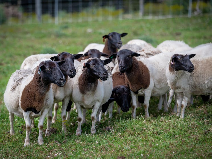 Dorper sheep enjoy the fertile pastures of the Comboyne Plateau