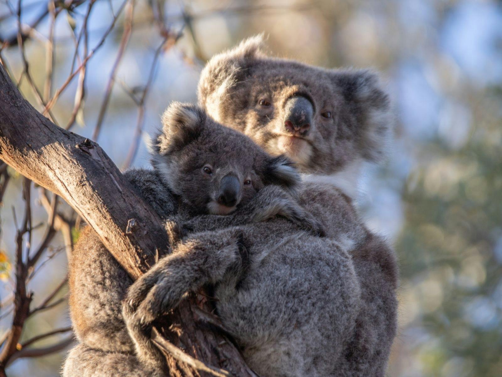 Koala mother and baby on Raymond Island