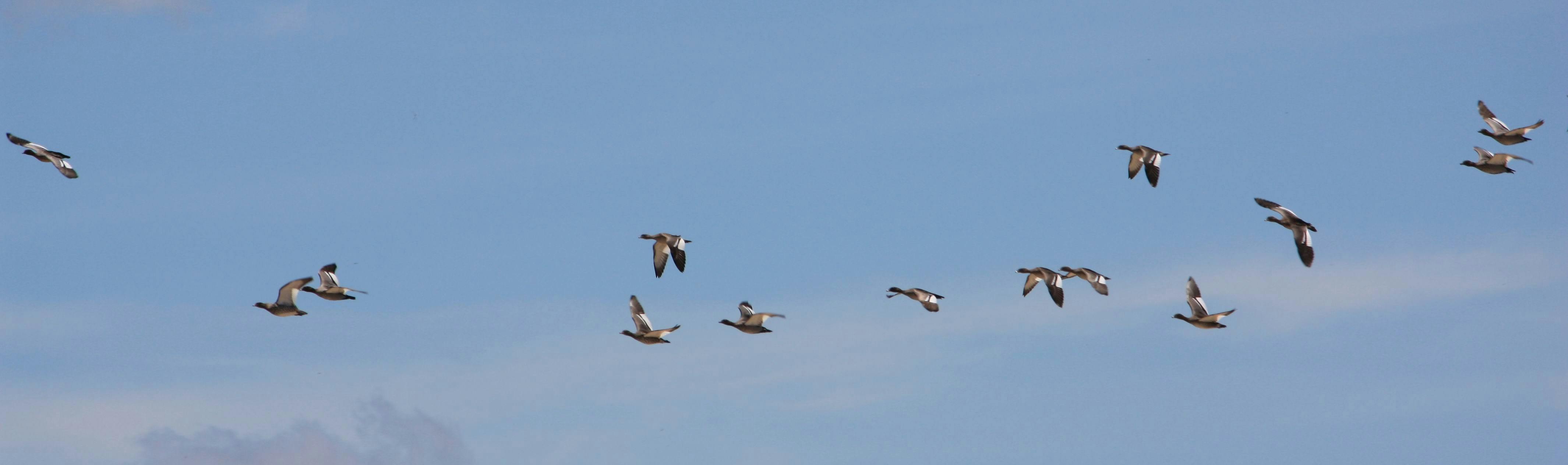 Wet season fly-over - maned wood ducks over White Lake, Stratford.