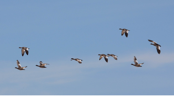 Wet season fly-over - maned wood ducks over White Lake, Stratford.