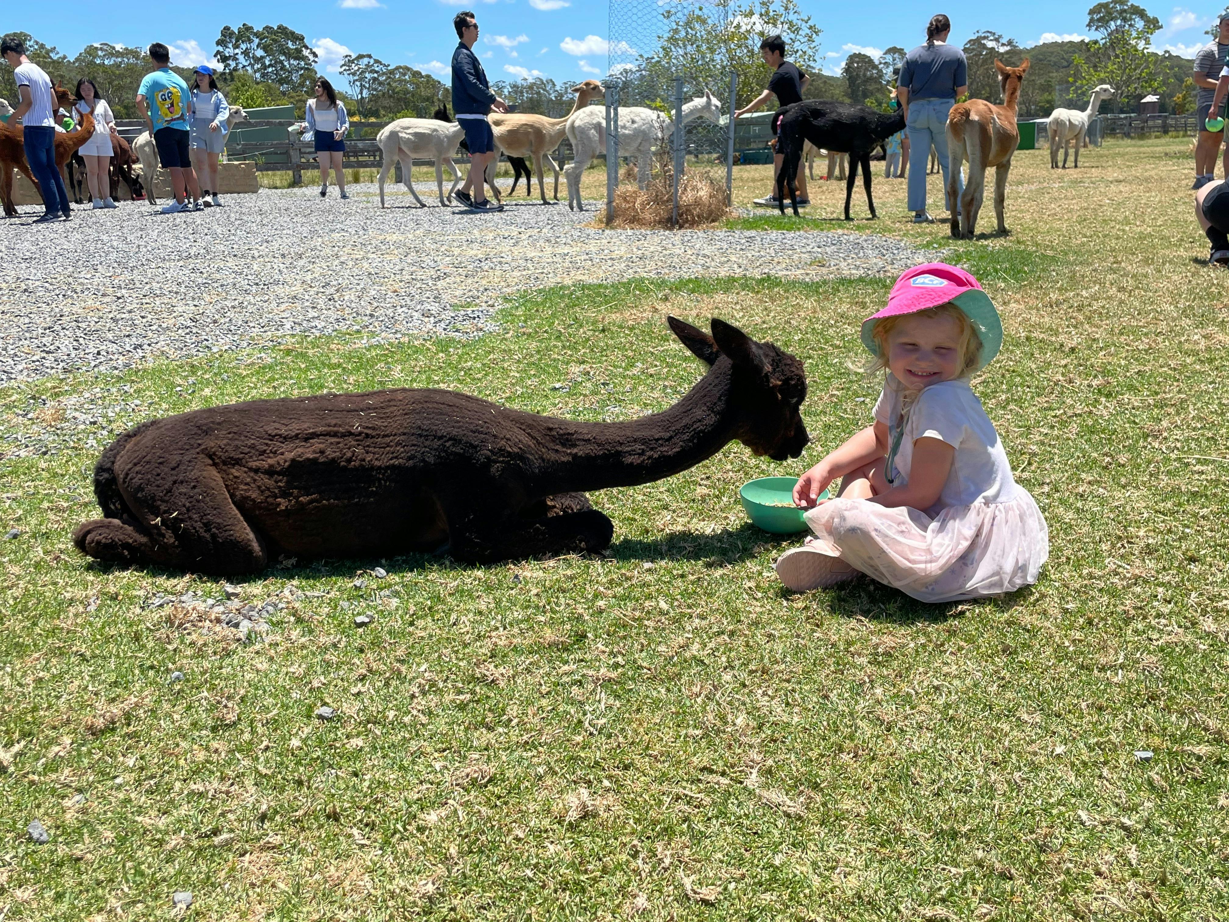 Alpaca Farm Visit