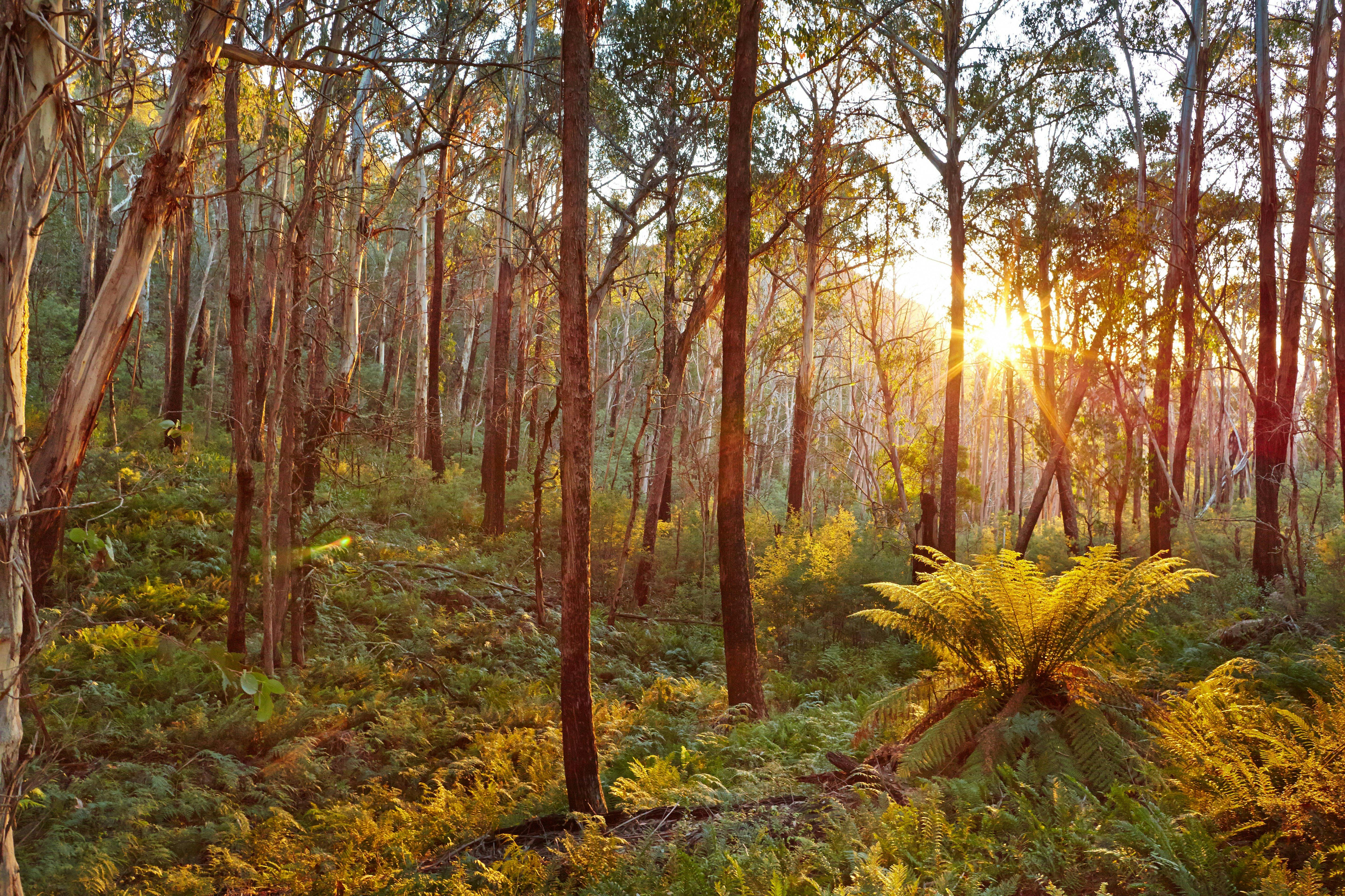 Trees, vegetation, ferns, sunset.