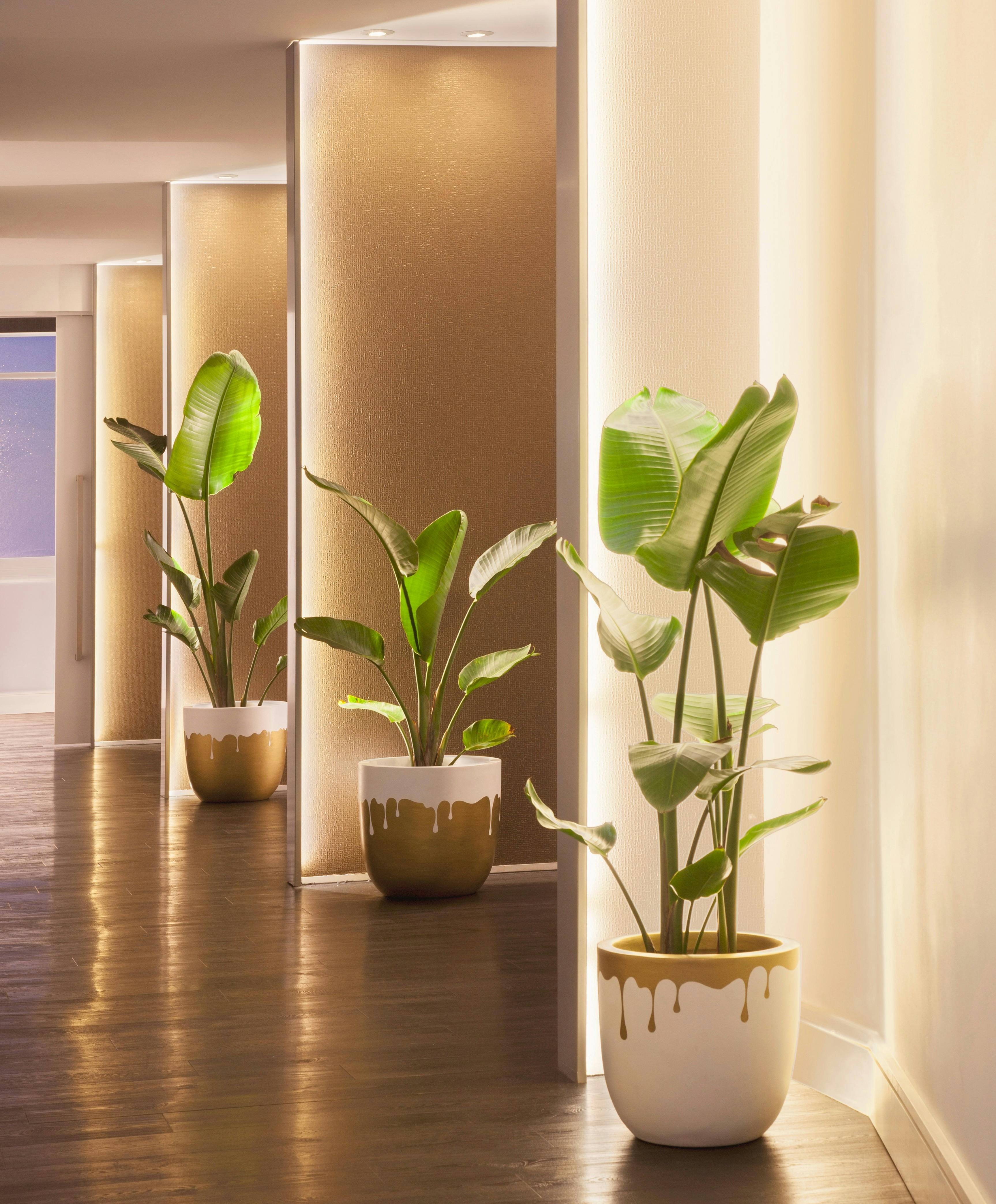 Botanica Wellness Spa and Clinic