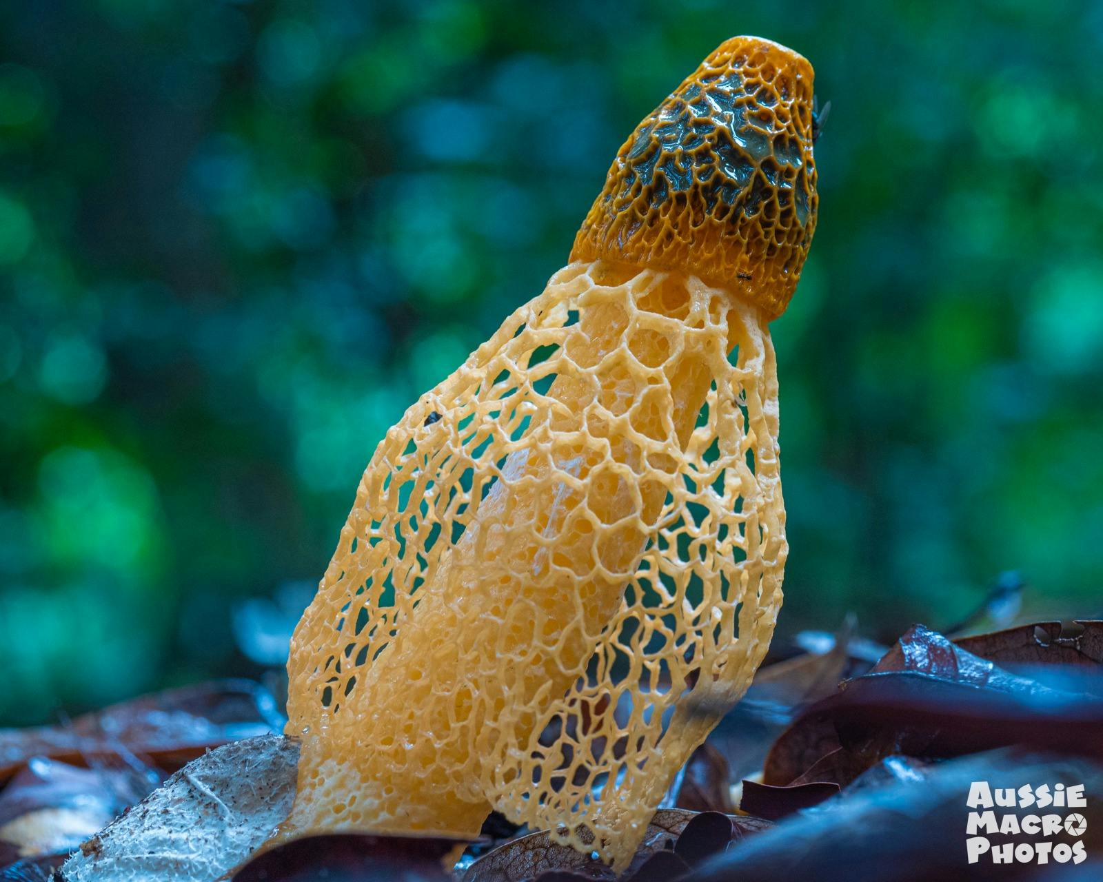 Orange Bridal Veil Mushroom